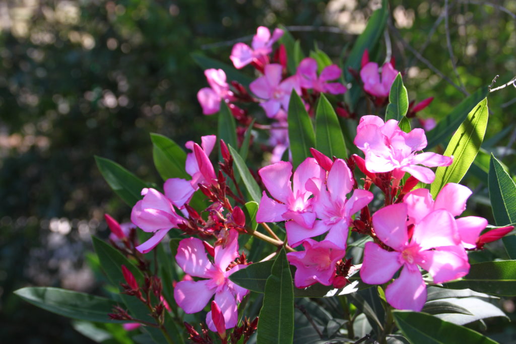 Adelfa (Nerium oleander)