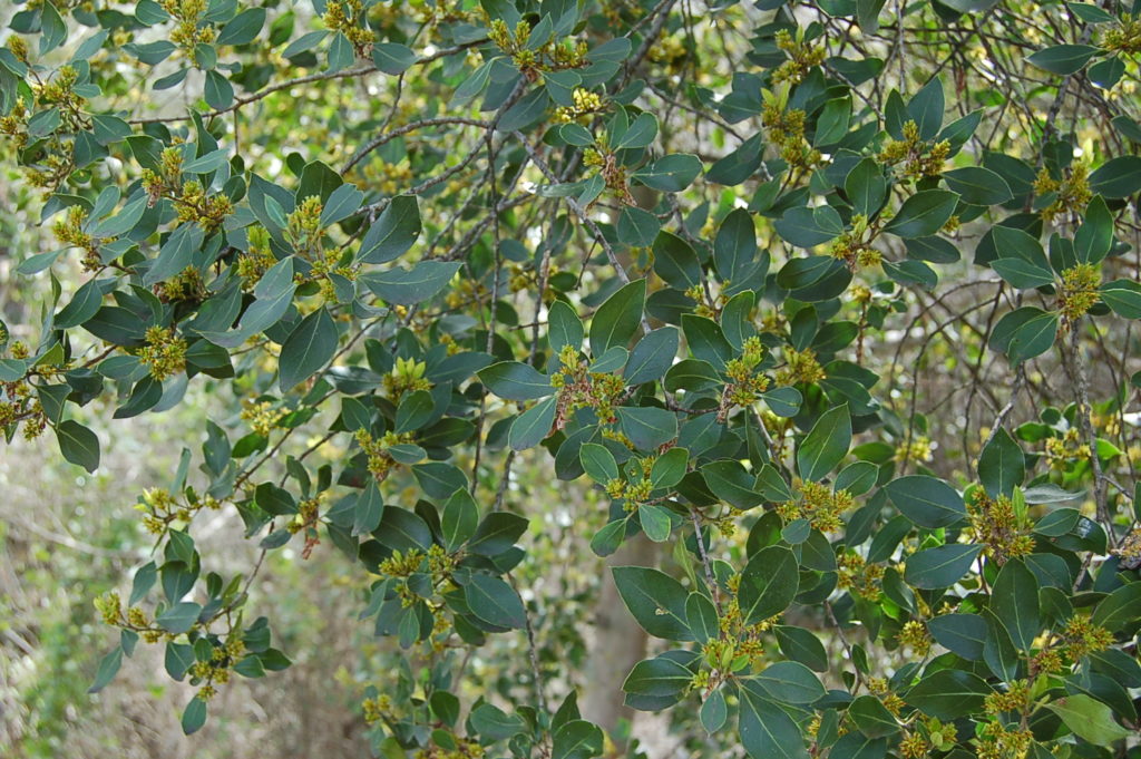 Aladierno (Rhamnus alaternus)