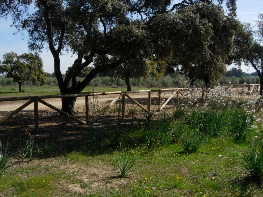 Área recreativa del Monte de Las Pinedas (I)