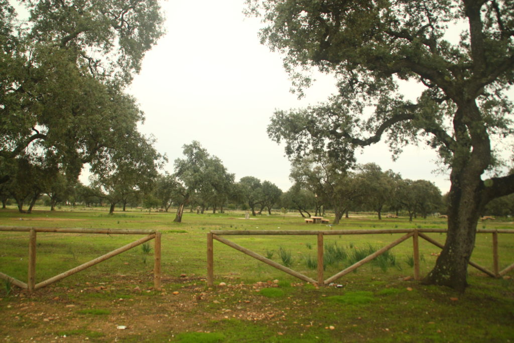 Área recreativa del Monte de las Pinedas (II)