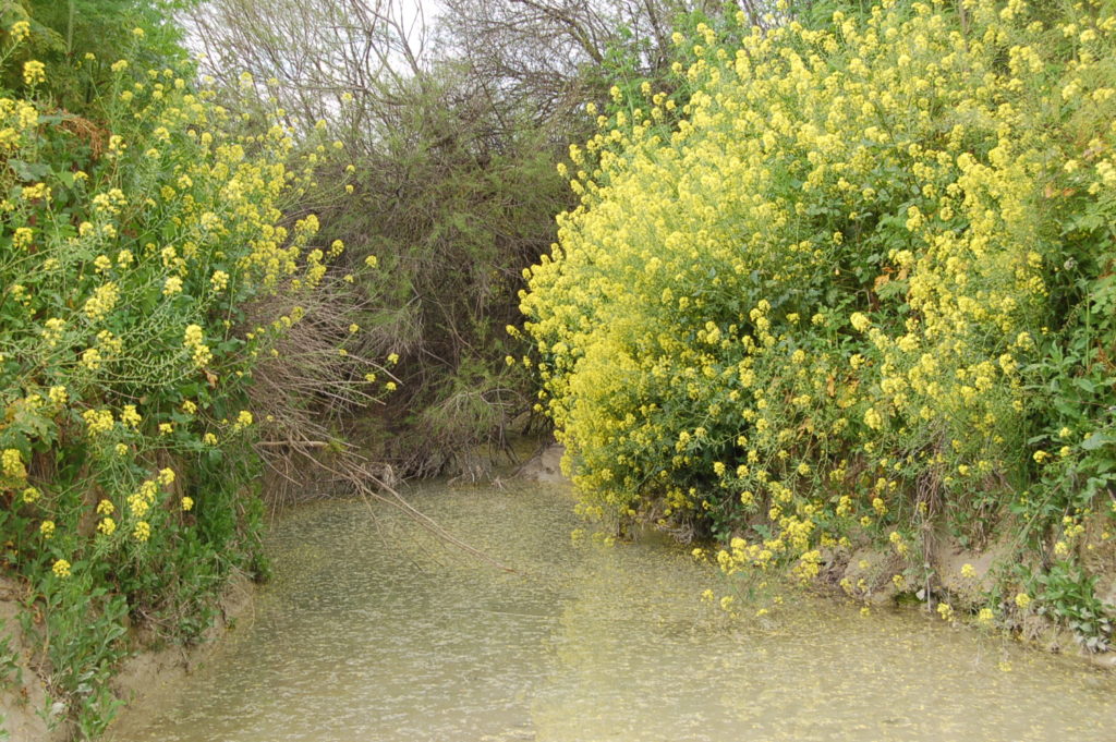 Arroyo de la Higuera