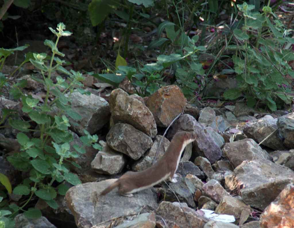 Comadreja (Mustela nivalis) encontrada en el arroyo del Pontejón