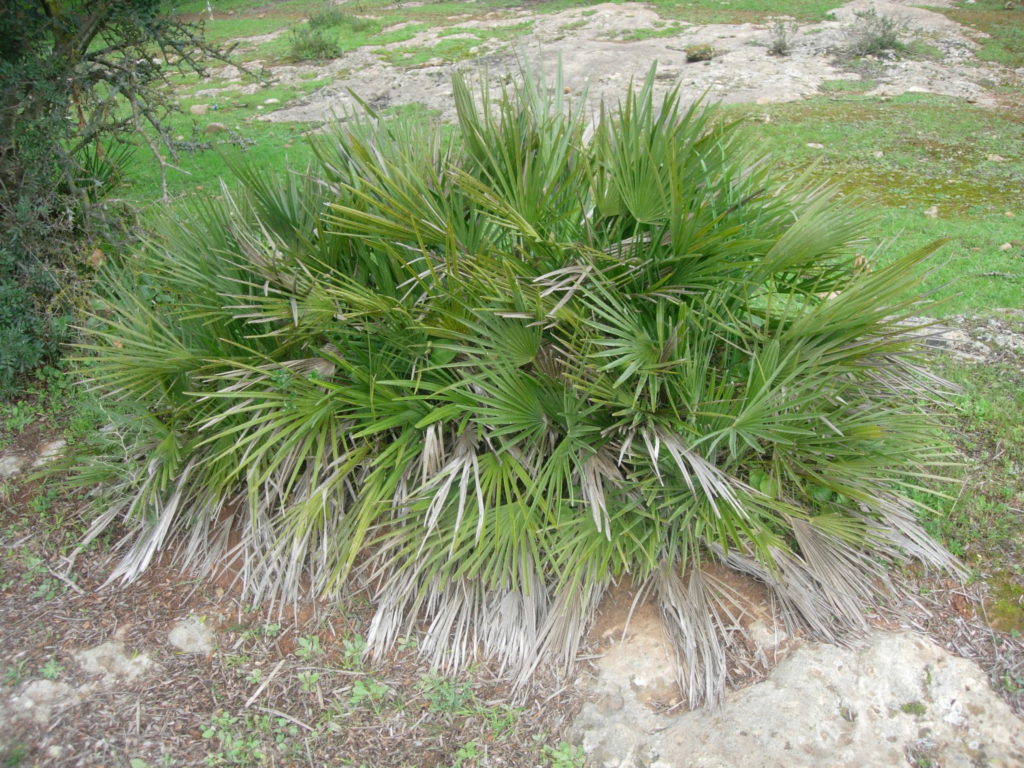 Palmito (Chamaerops humilis)