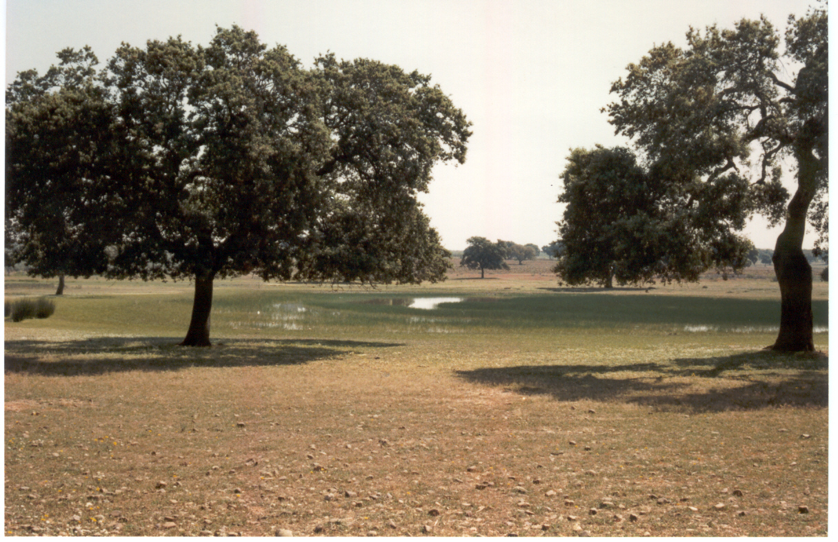 Ruta del Monte de Las Pinedas en La Carlota