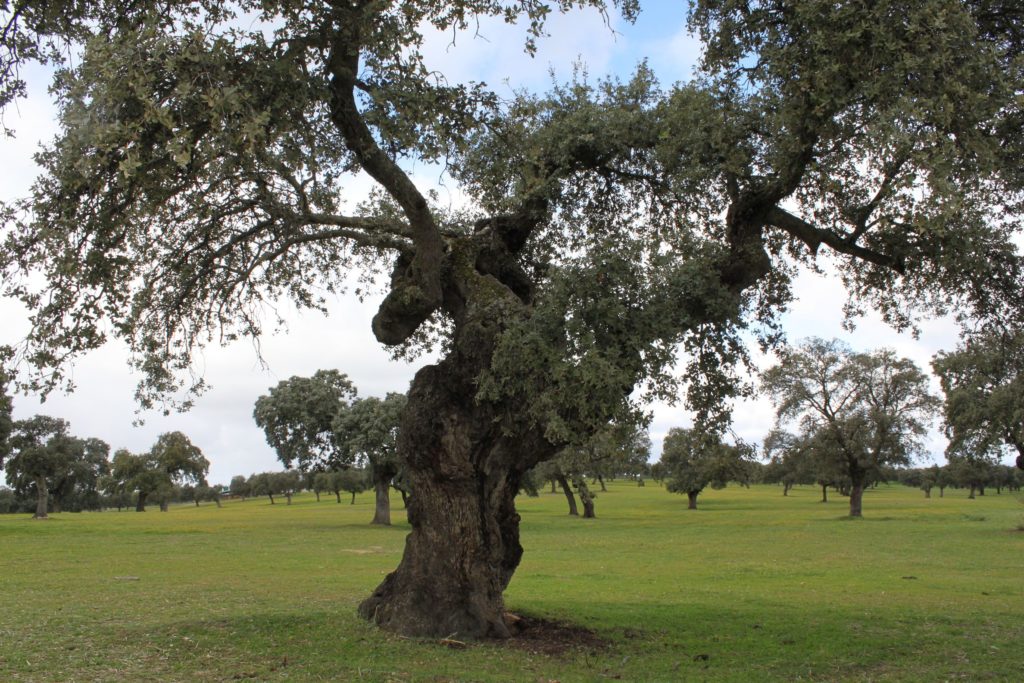 Encina (Quercus rotundifolia)