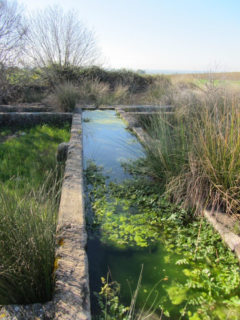 Pilar de Paterna (febrero 2015)