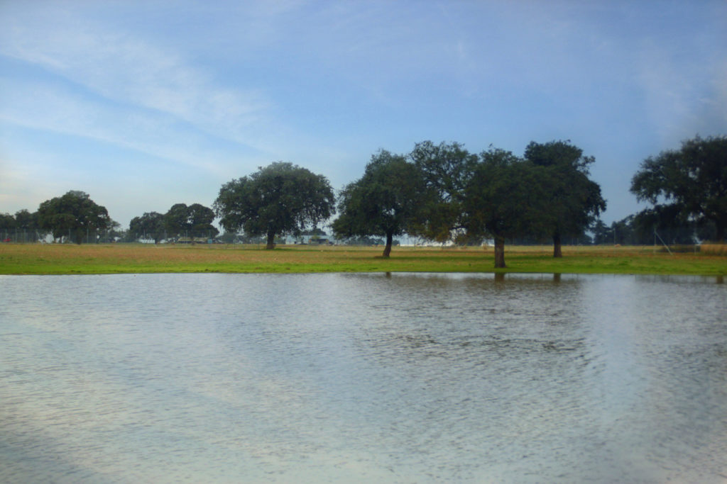 Lagunas formadas en el Monte de Las Pinedas