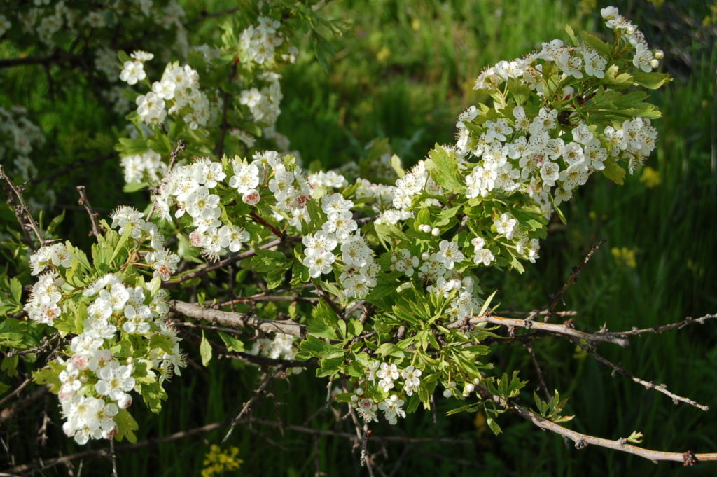 Majuelo (Crataegus monogyna)