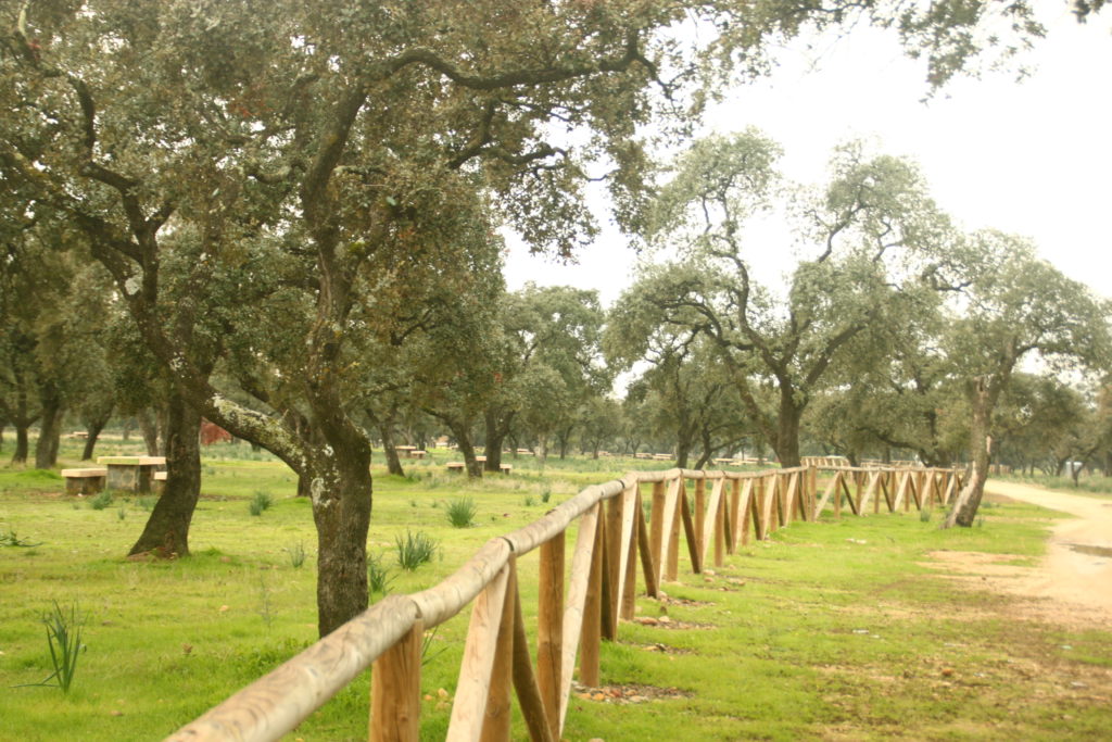 El Monte de Las Pinedas (I)