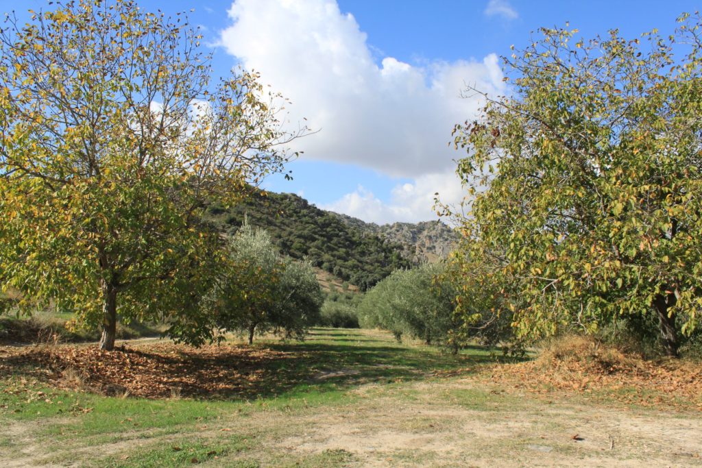 Nogales (Juglans regia) en el Camino de Alborozor