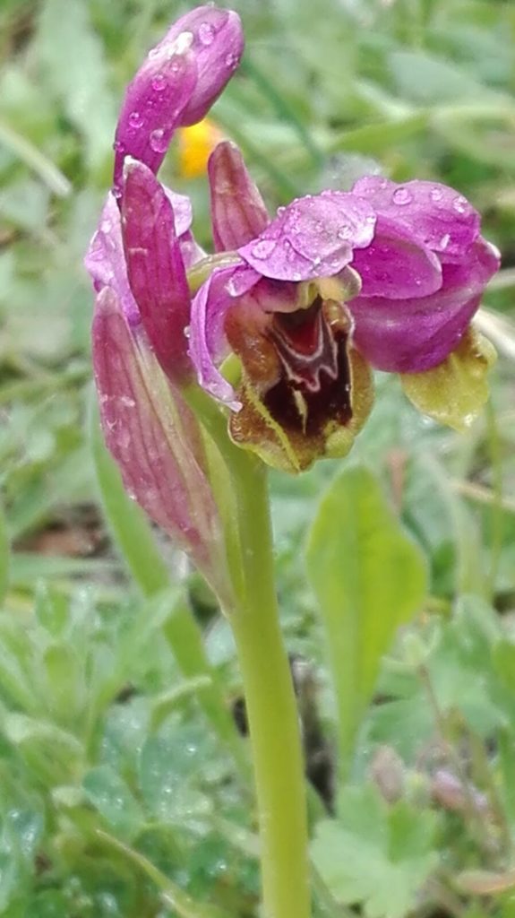 Orquídea avispa (Ophrys tentrhedinifera) (M. Falcón)