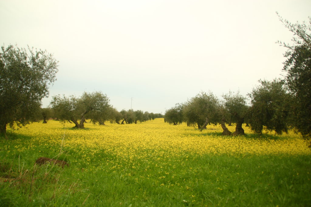 El Monte de Las Pinedas (II)