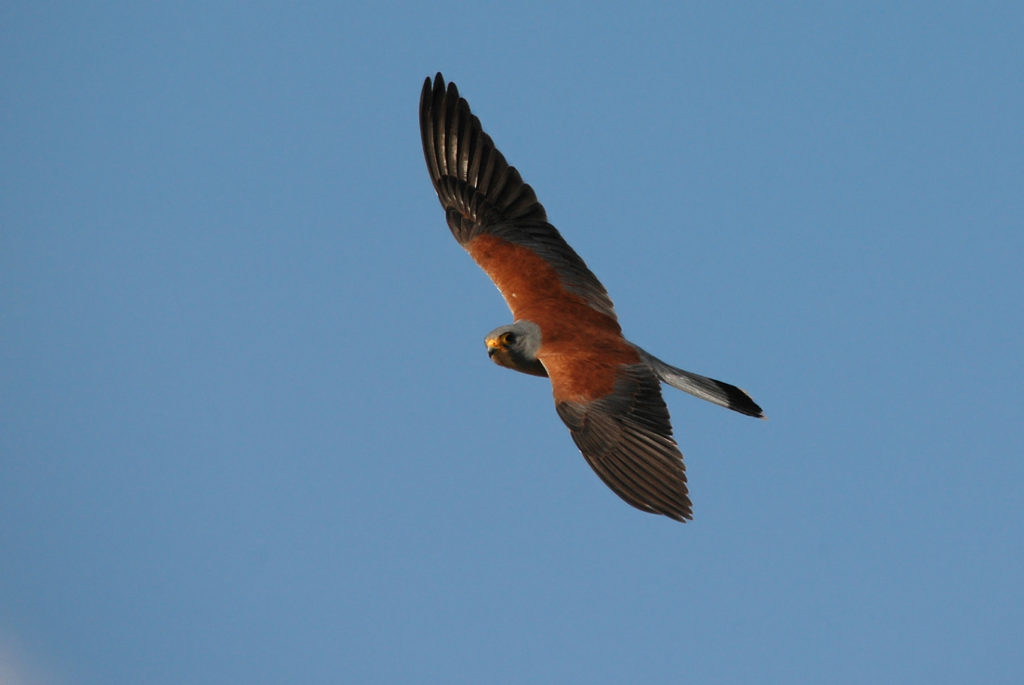 Macho de cernícalo primilla (Falco naumanni) (M. Carrasco) 