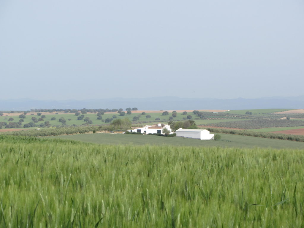 Vista de la campiña, con Sierra Morena al fondo