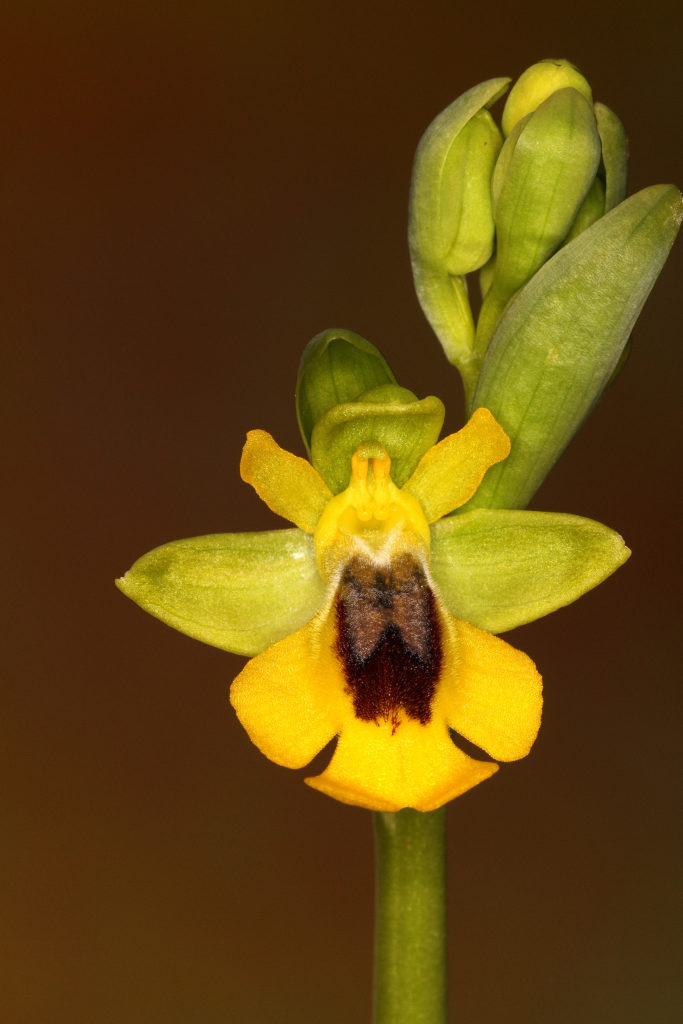 Abeja amarilla (Ophrys lutea) (A. Pestana)