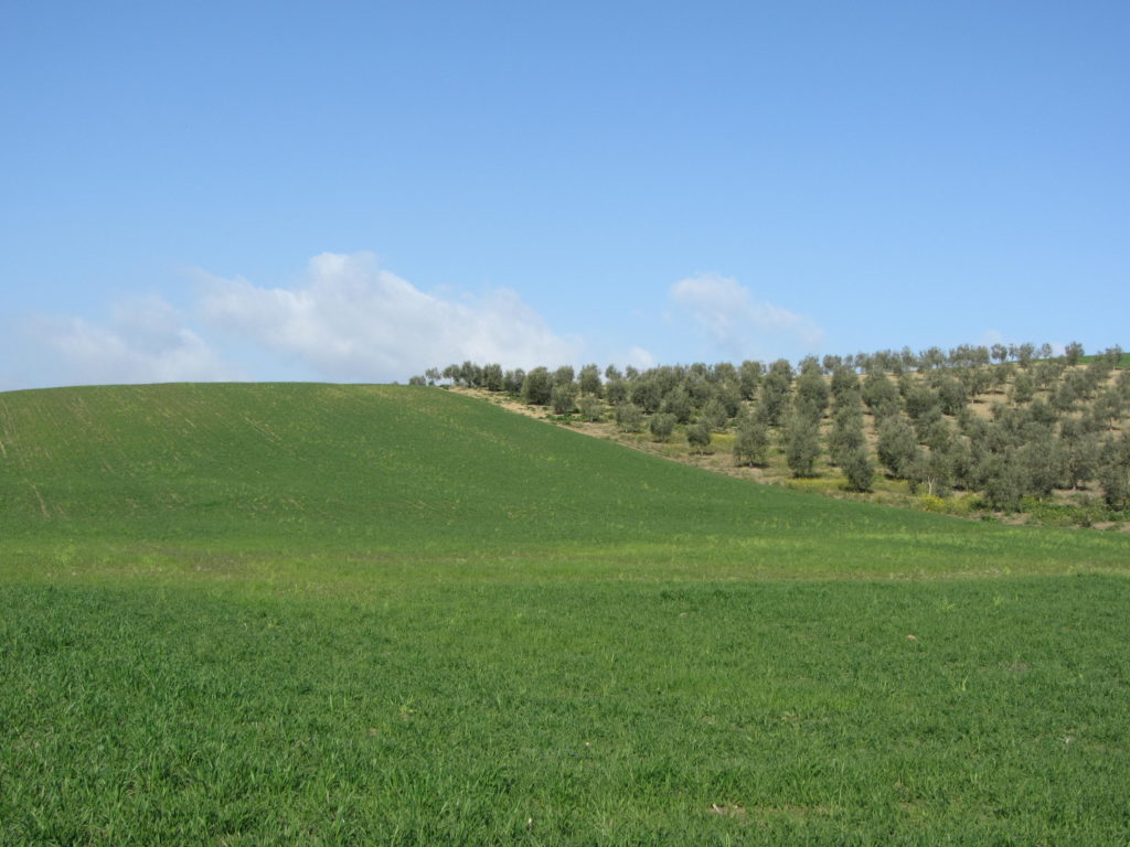 Paisaje de la campiña  de Montalbán