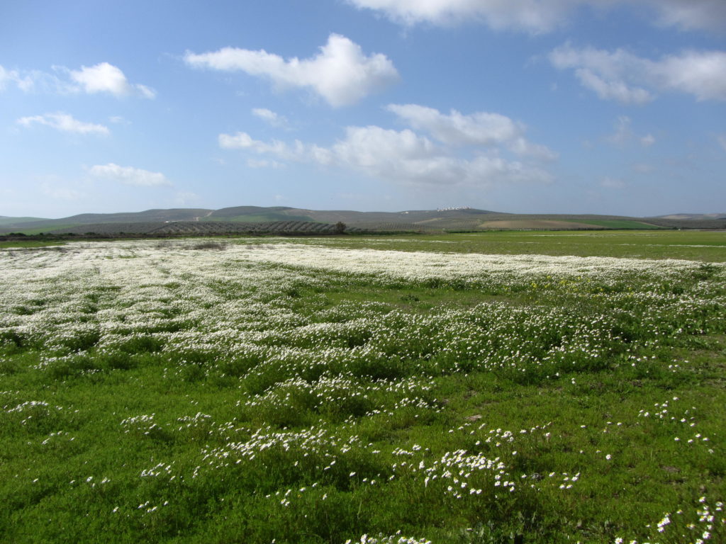 La campiña de Montalbán