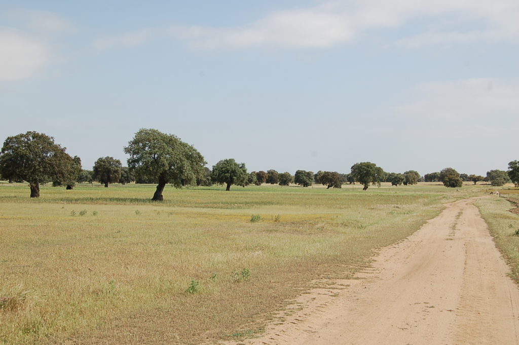 Camino de la dehesa