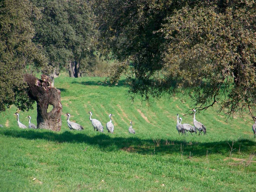 Grullas (Grus grus) (P. López Bravo)