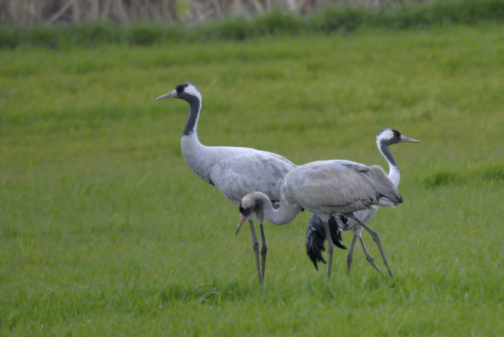 Grulla común (Grus grus) (M. Carrasco)