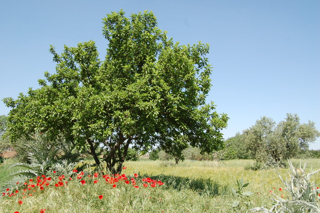 Paisaje de huerta