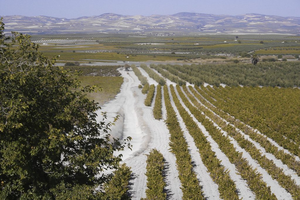 Vistas de los Llanos del Rincón (J. Pineda)