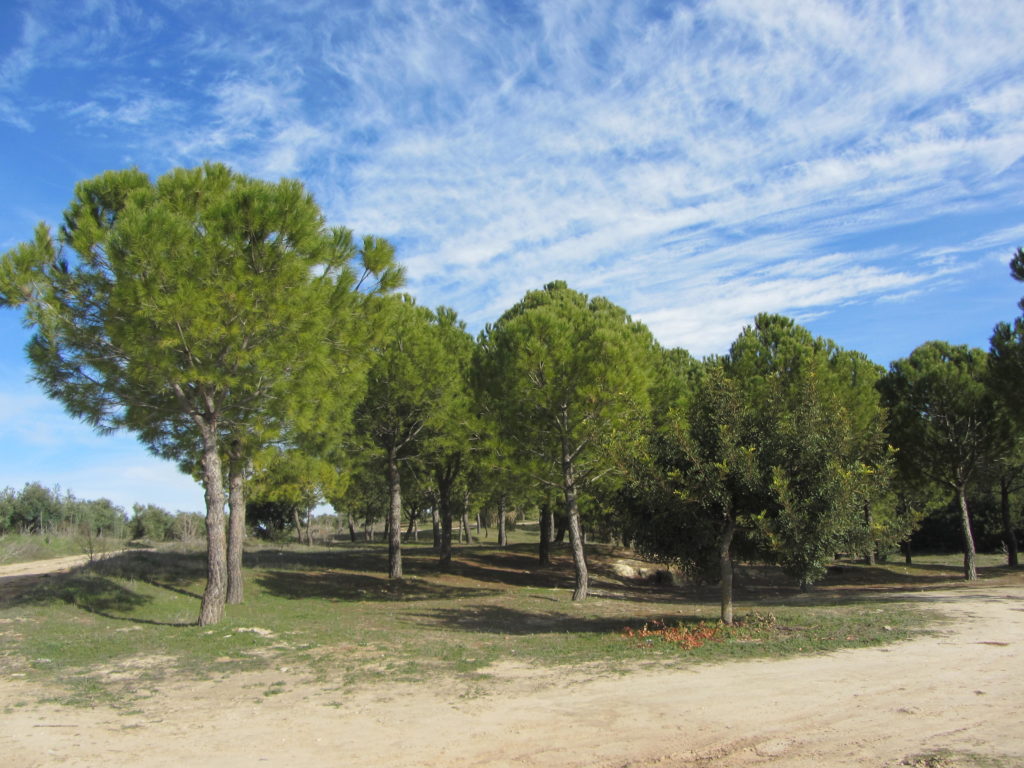 Llano del Mesto