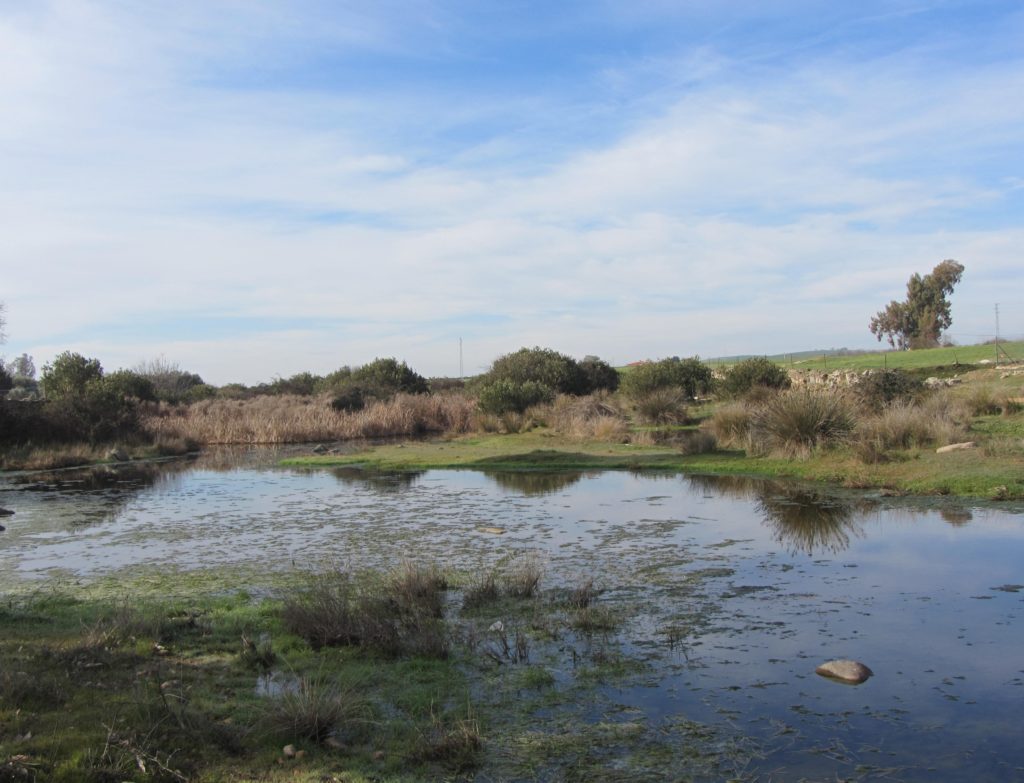 Arroyo de la Jarilla