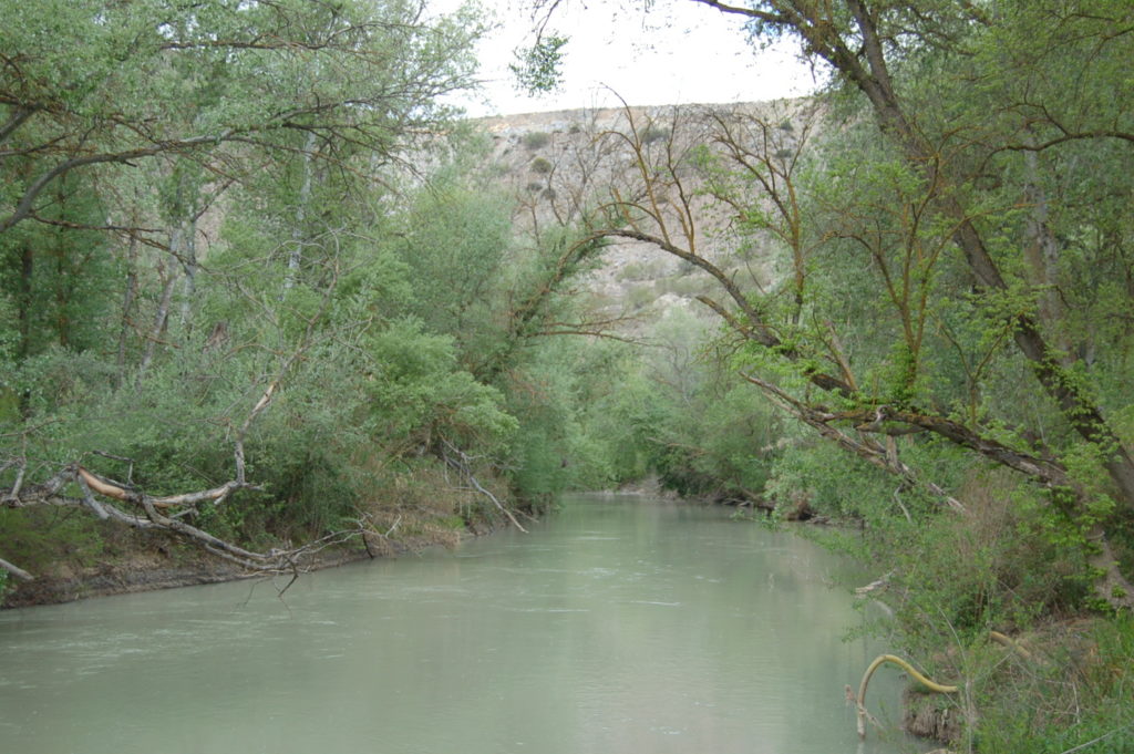 Bosque en galería del río Genil