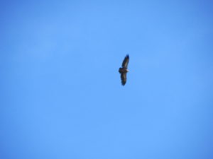 Buitre leonado (Gyps fulvus)