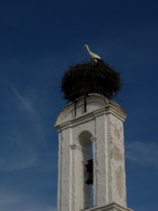 Nido de cigüeña blanca (Ciconia ciconia) en la Ermita de la Virgen de las Cruces