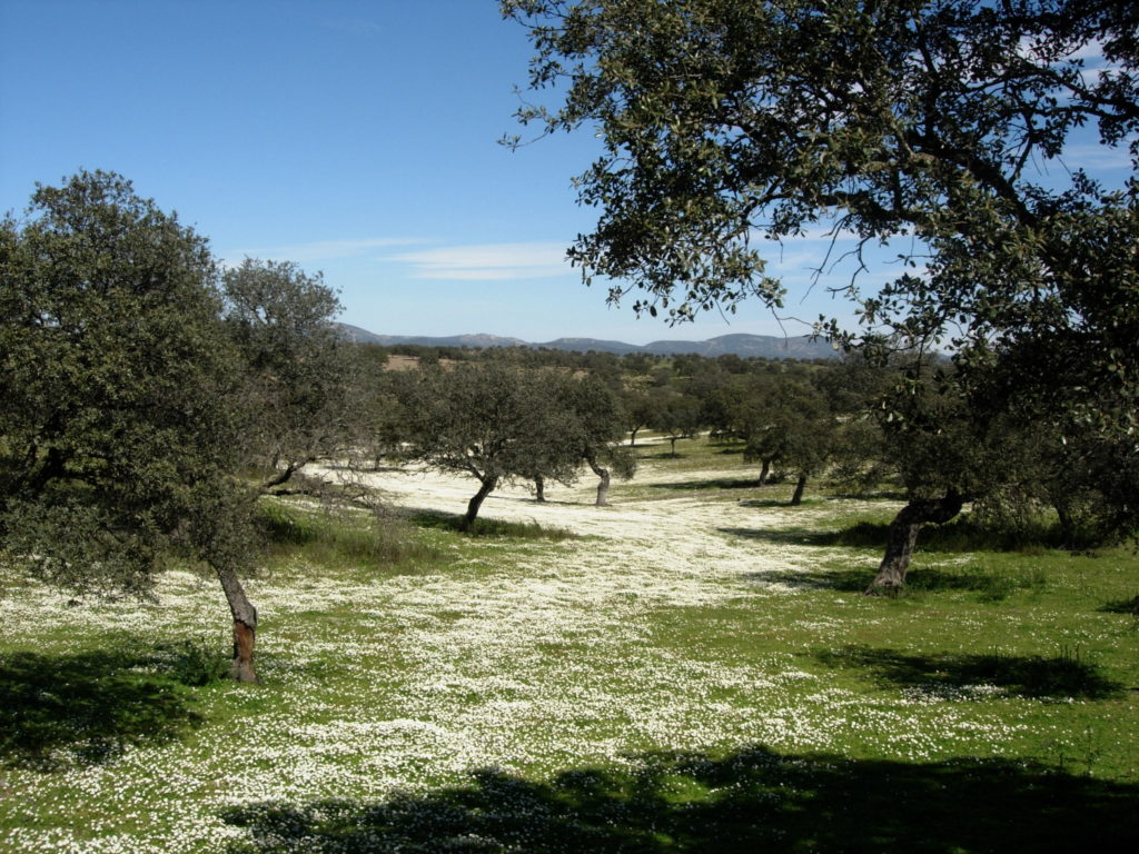 Paisaje de la dehesa (I)