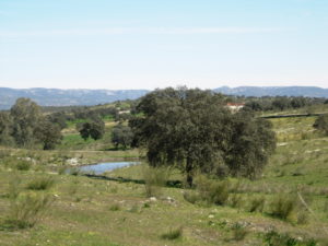 Paisaje desde el km 3 de la ruta. Al fondo, vista de Sierra Madrona