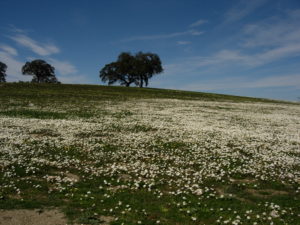 Pradera hacia el km 5 de la ruta