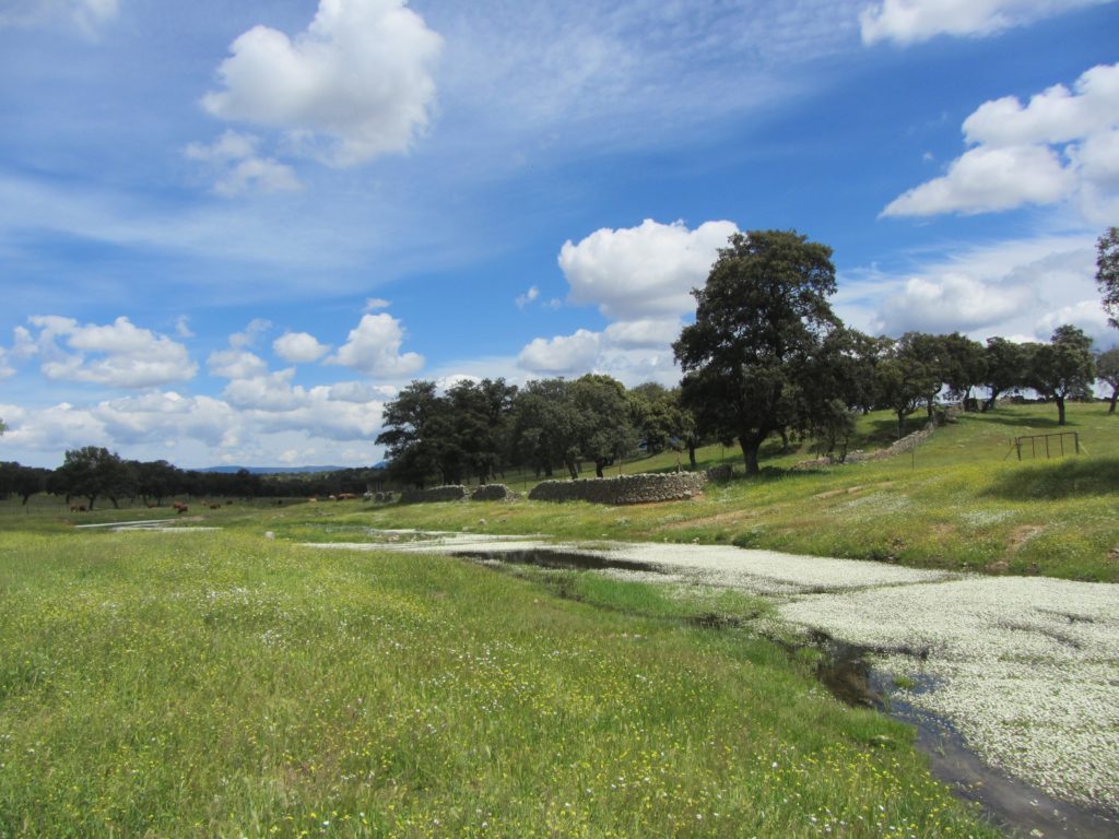 Arroyo de Pedro Moro cercano a la ruta