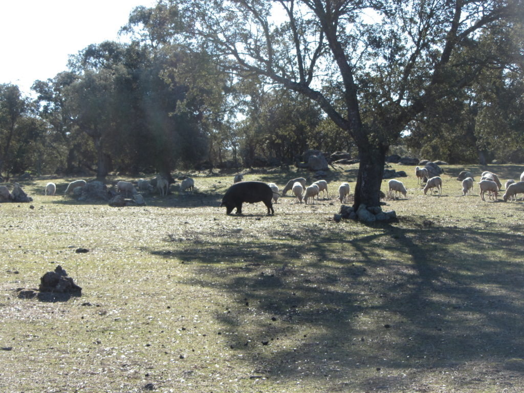 Ganado ovino y porcino en la dehesa