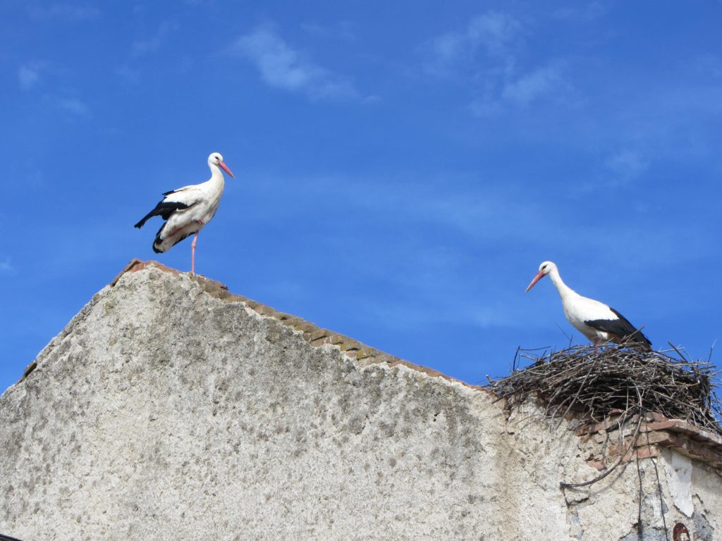 Cigüeña blanca (Ciconia ciconia)