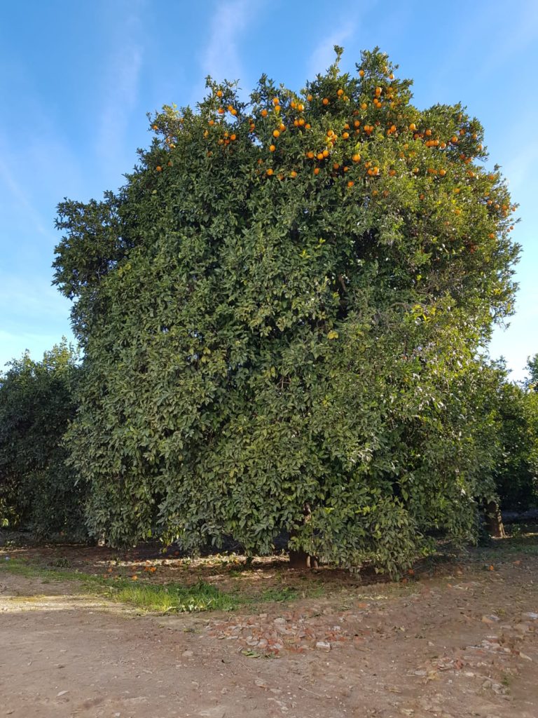 Naranjo cadenero de unos 10 metros de altura plantado alrededor de los años 50