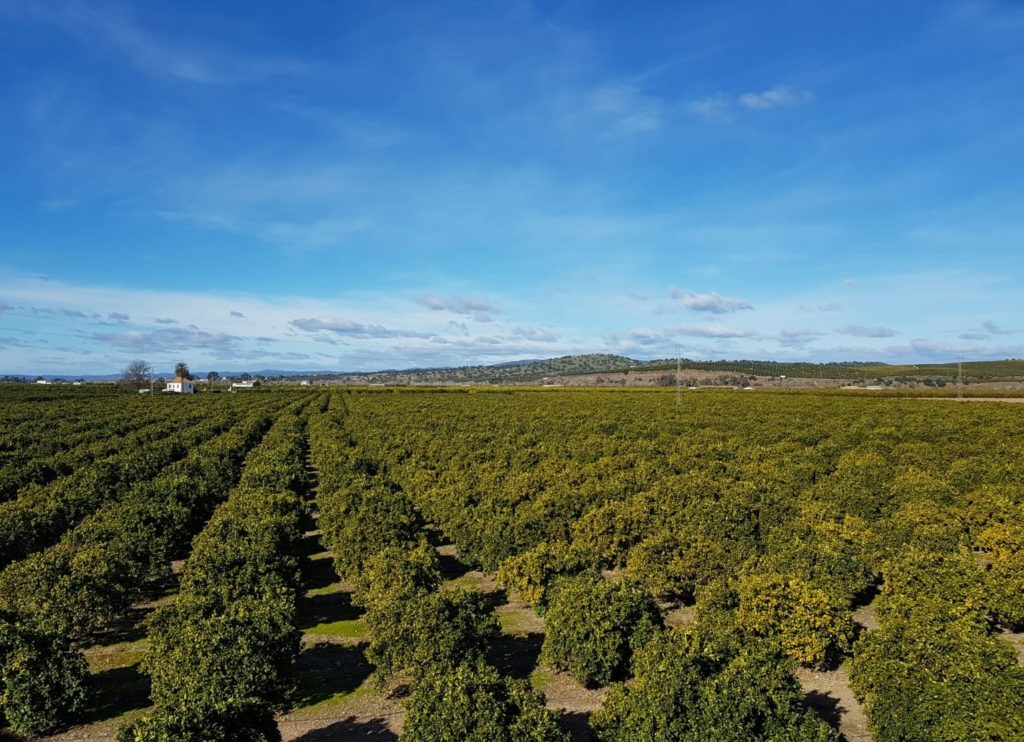 Plantación de naranjos con vistas a Sierra Morena