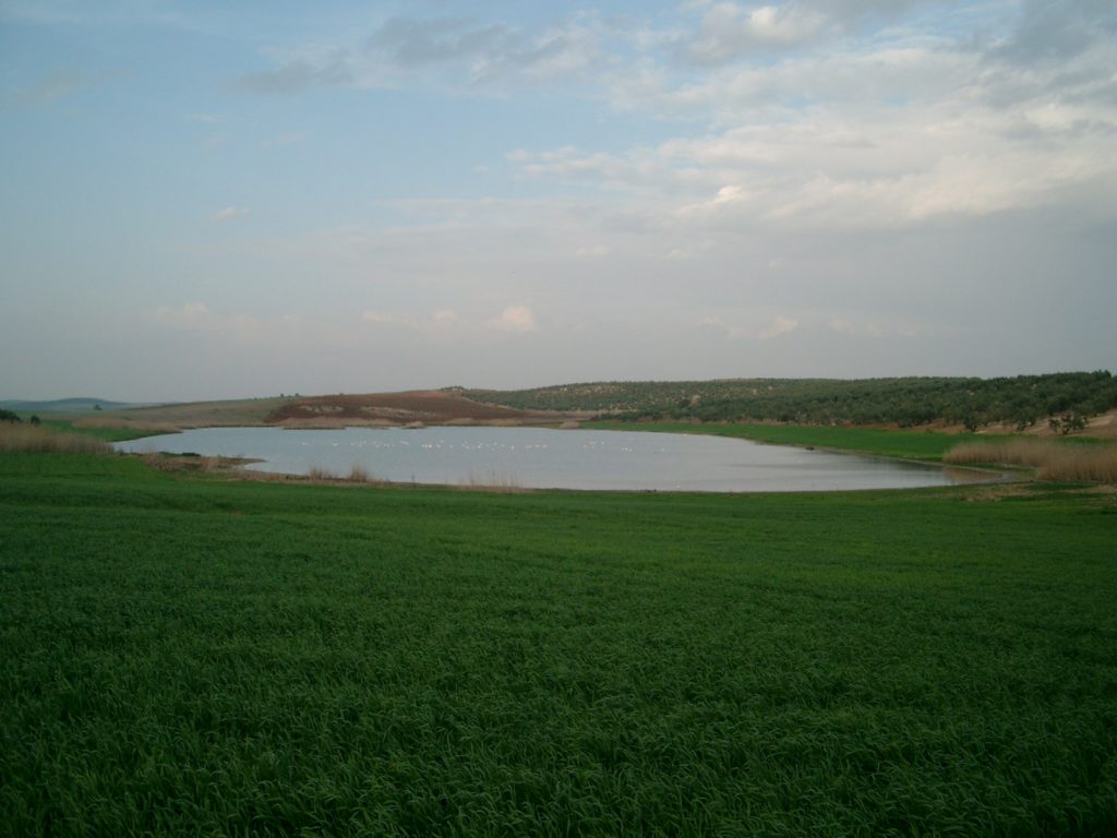 Foto de la Laguna del Donadío sin el cinturón perilagunar. A. Suarez (Abril 2002)