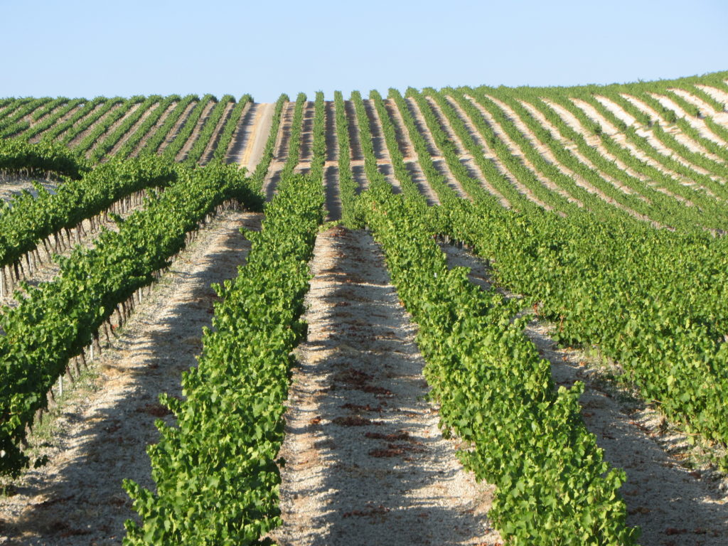 Viñedo ecológico de Villargallegos en verano