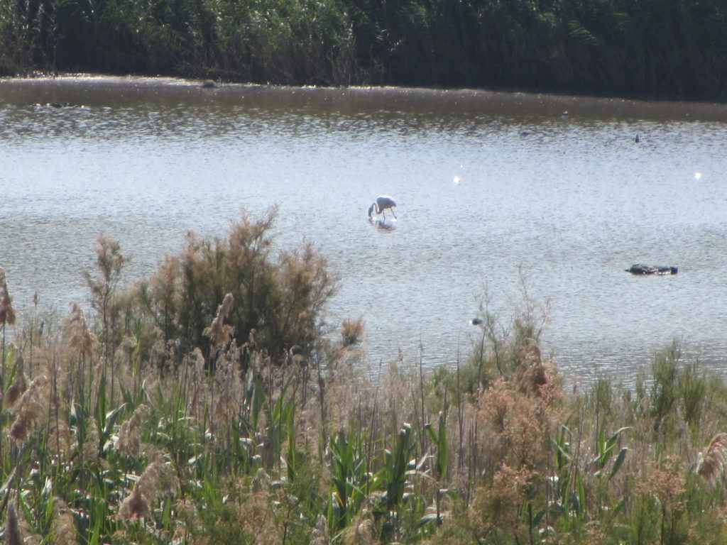 Foto detalle de un flamenco (Phoenicopterus roseus)