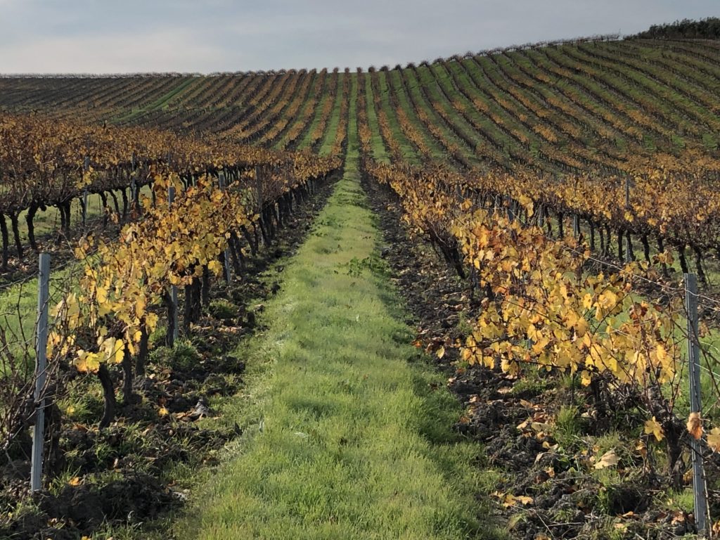 Viñedo ecológico de Villargallegos en otoño (F. Robles)