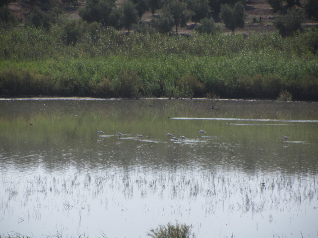 Grupo de Flamencos (Phoenicopterus roseus) en la Laguna del Donadío