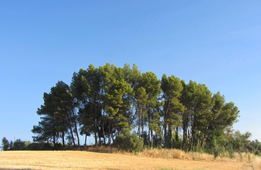 Pequeño pinar de la zona