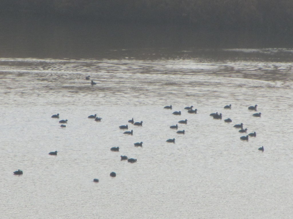 Grupo de Fochas (Fulica atra) en la Laguna del Donadío