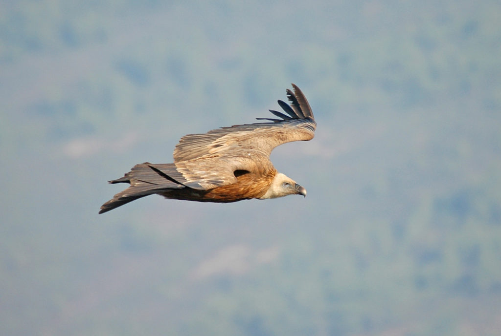 Buitre leonado (Gyps fulvus), M. Carrasco