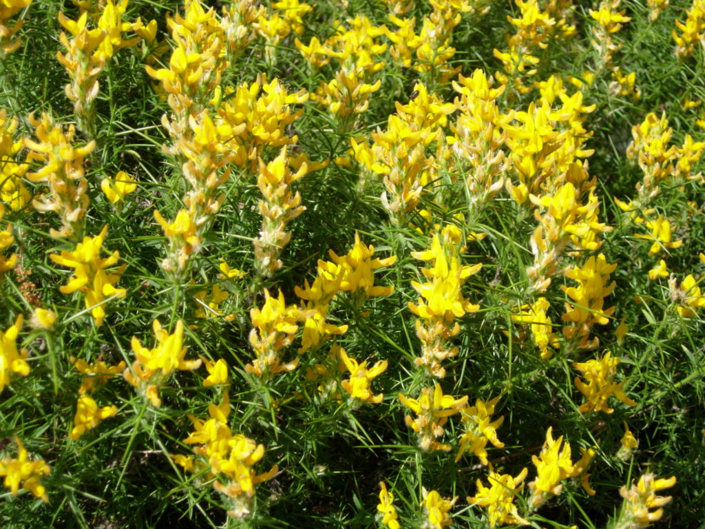 Aulaga (Genista hirsuta)