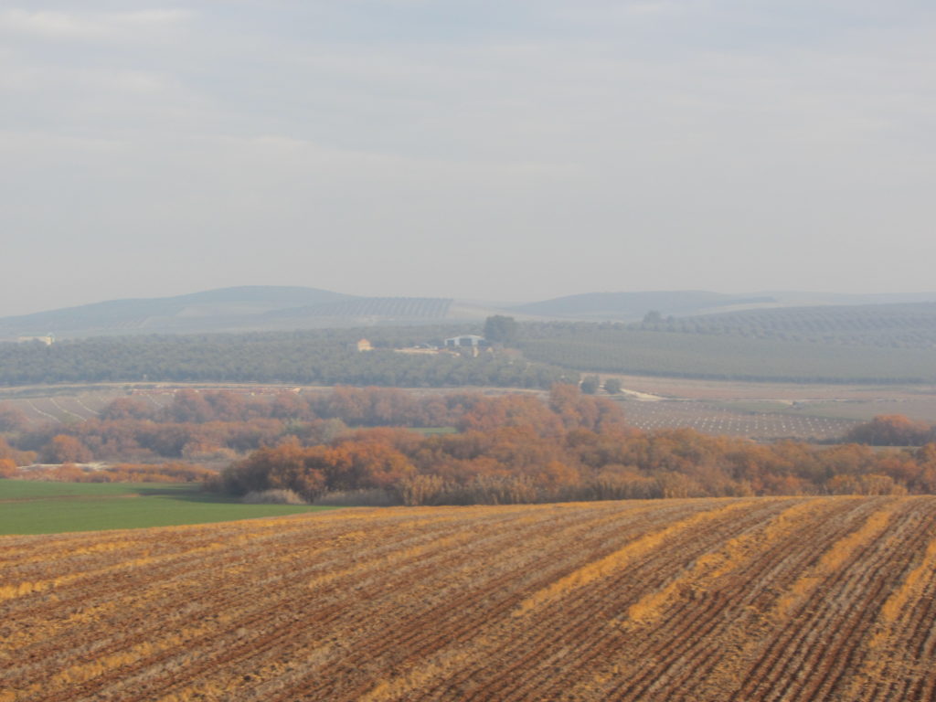 Cultivos y vegetación de la ribera del río Cabra