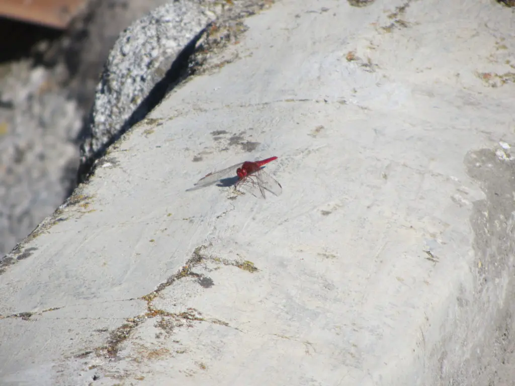 Libélula (crocothemis erythraea)